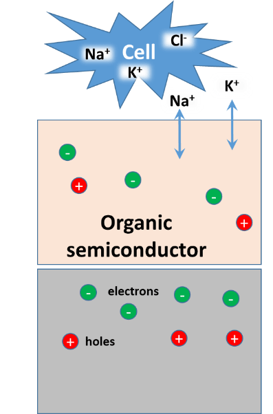 Interface of a cell with solely ionic conductivity