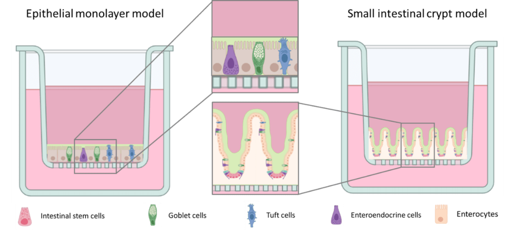 Models of cell cultivation