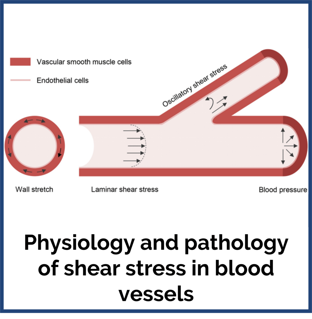 shear stress logo 1